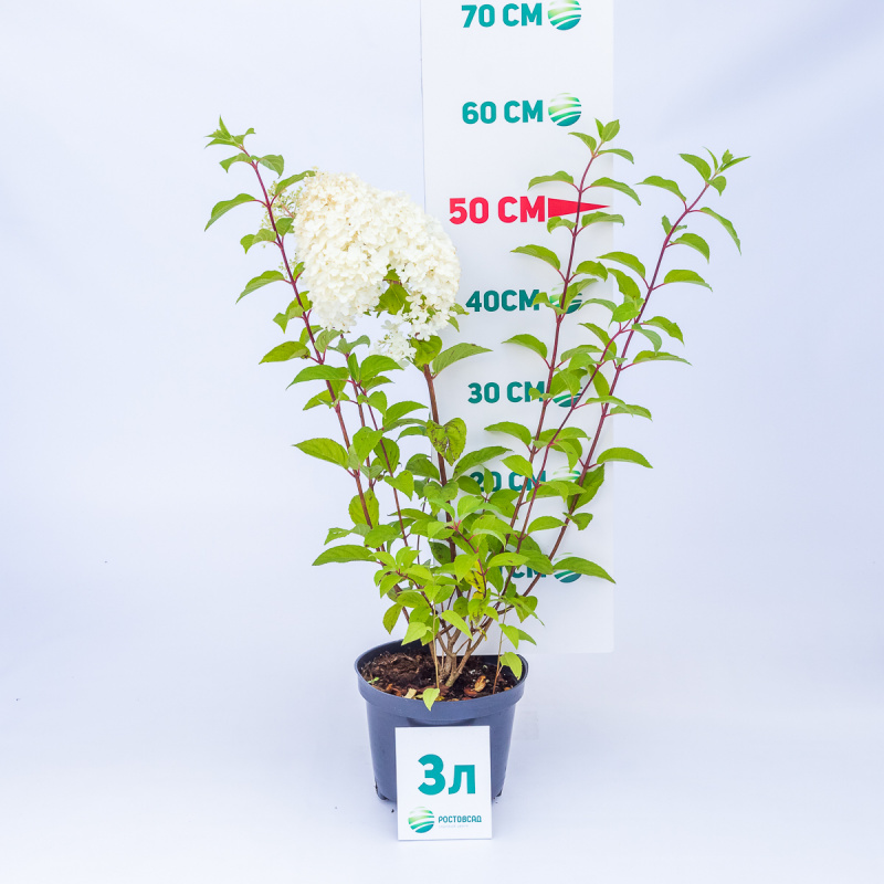 Гортензия метельчатая Vanille Fraise