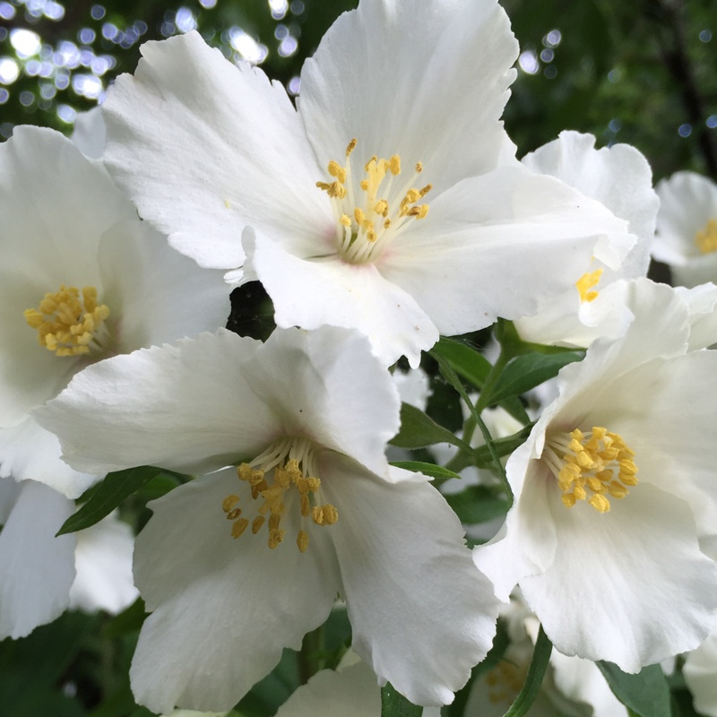 Чубушник Belle etoile