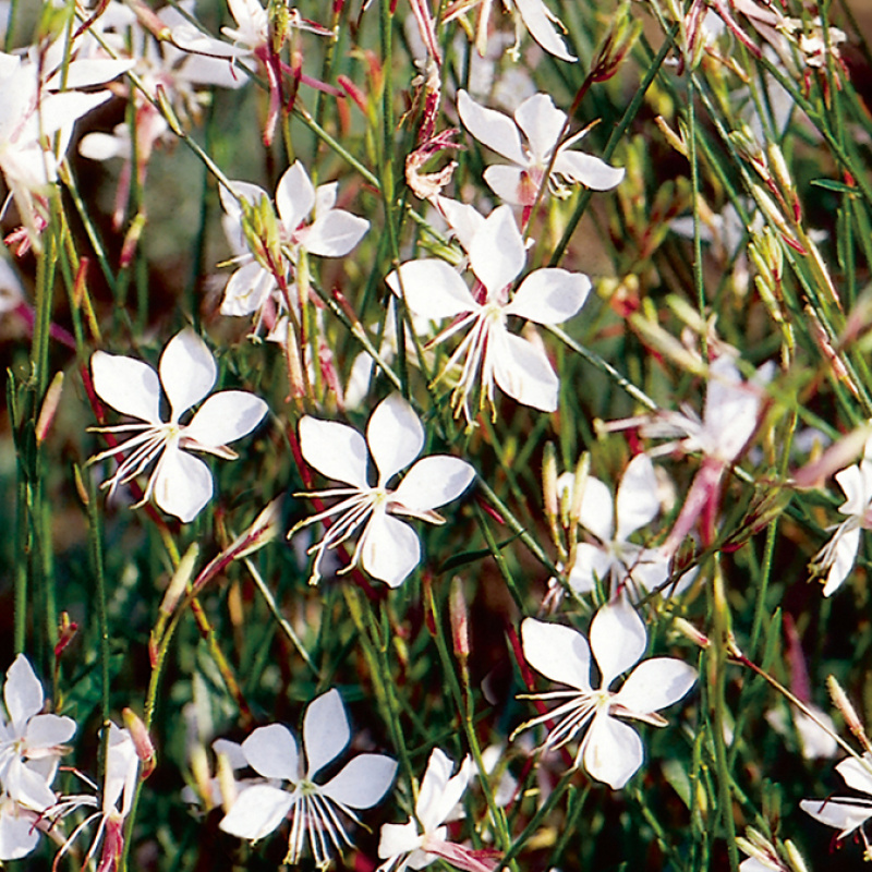 Гаура Whirling Butterflies