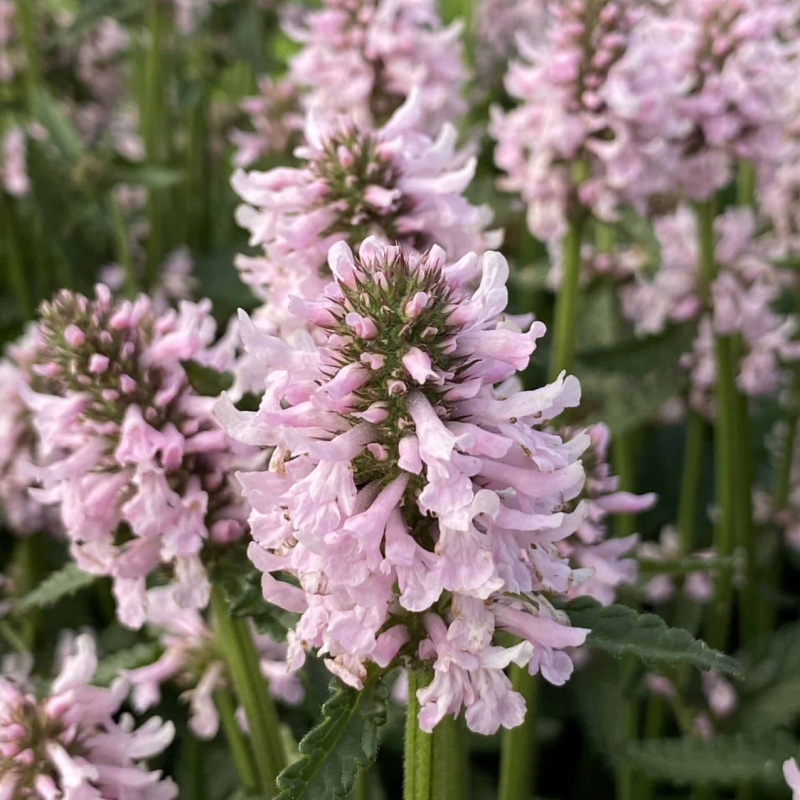 Стахис `Summer Sweets`