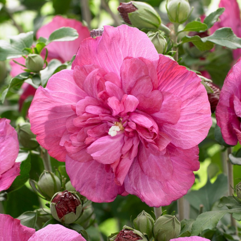 Гибискус `Magenta Chiffon`