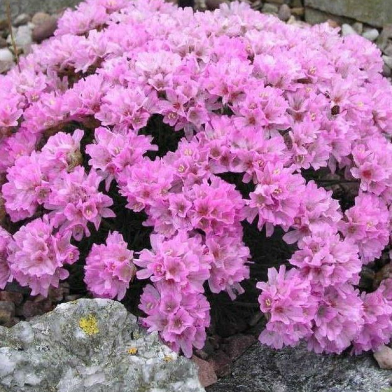 Армерия можжевелолистная `Drakes Deep Form`