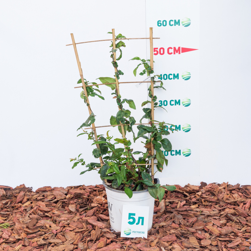 Айва прекрасная Mango Storm 