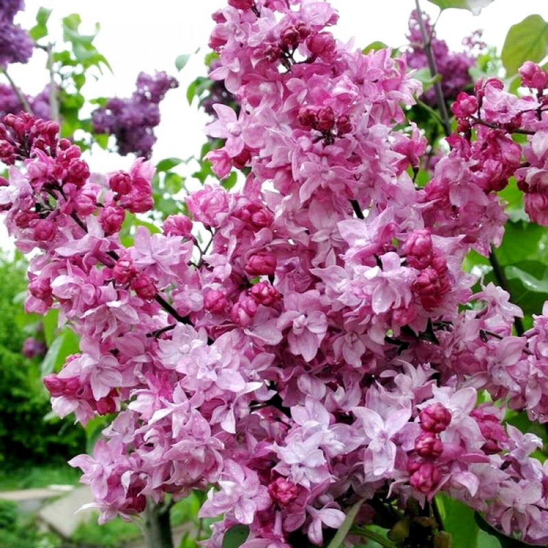 Сирень обыкновенная Олимпиада Колесникова`