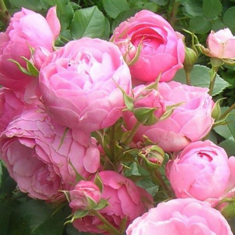 Роза  Morsdagt Pink