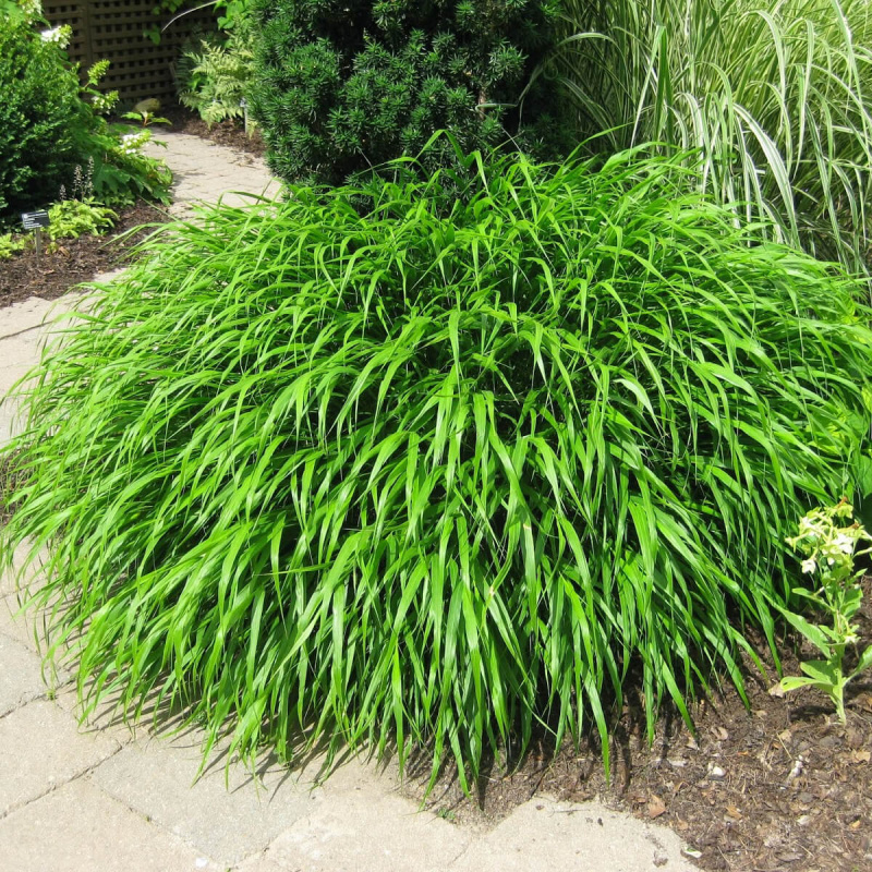 Хаконехлоя большая Greenhills