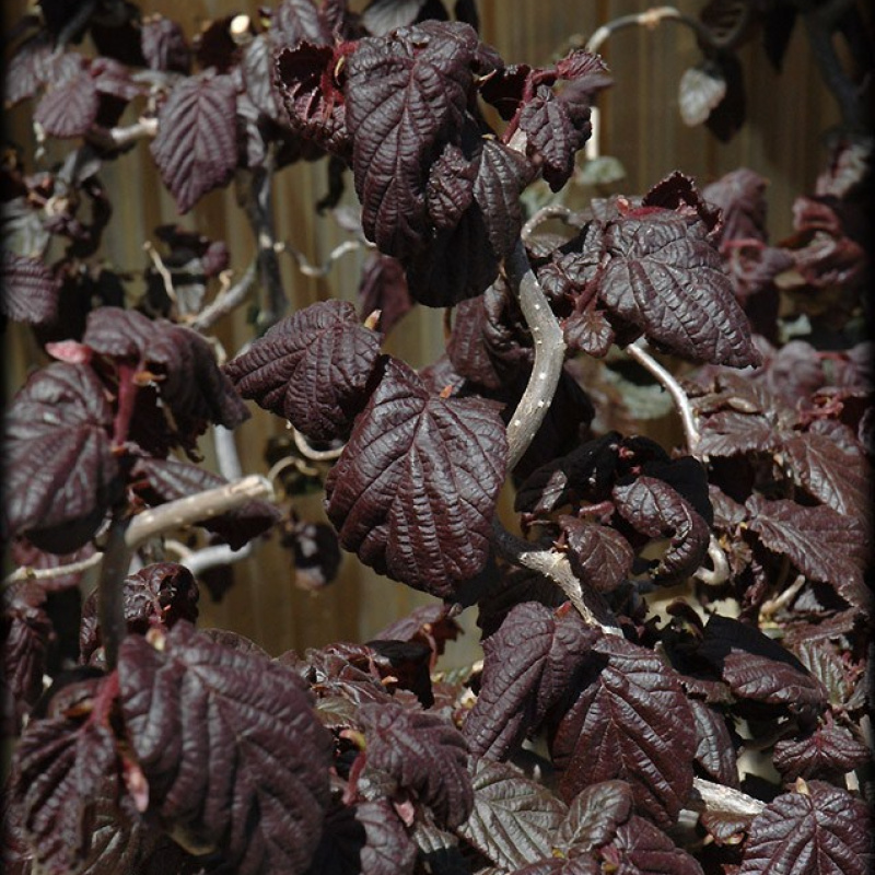 Лещина крупная `Red Majestic` 