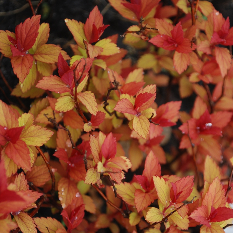 Спирея японская Magic Carpet