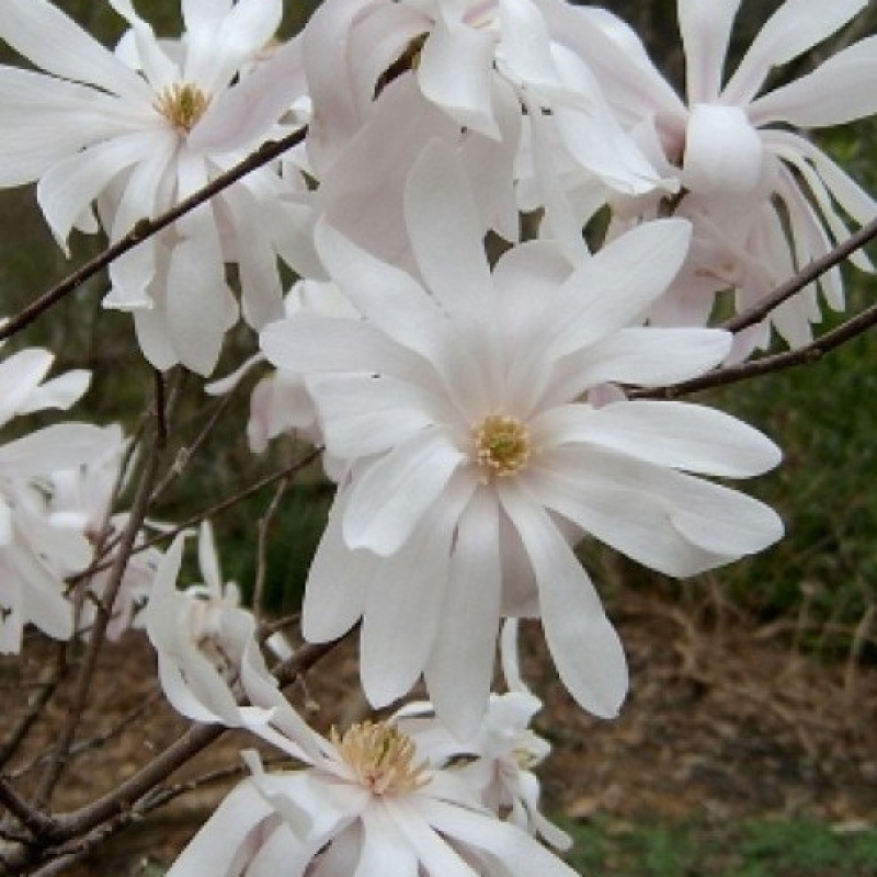 Магнолия звёздчатая Waterlily