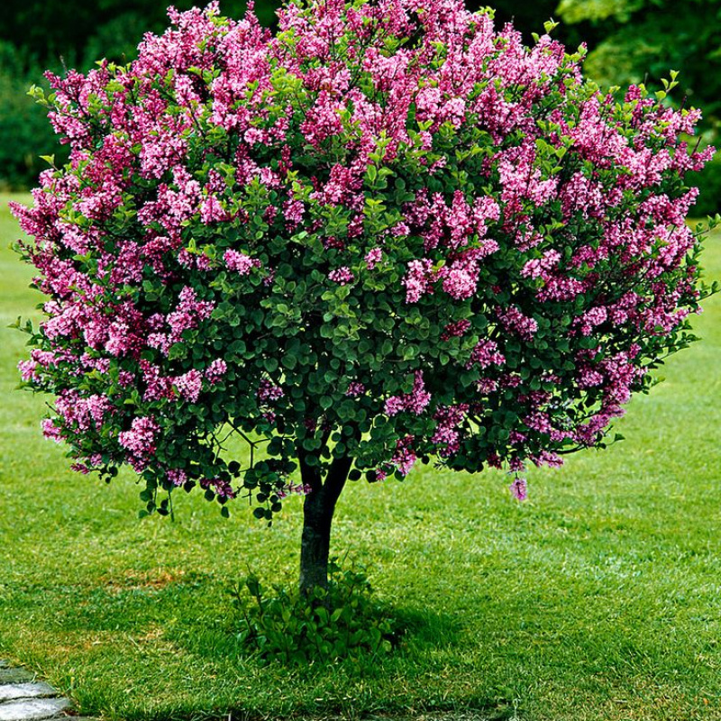 Сирень мейера Palibin