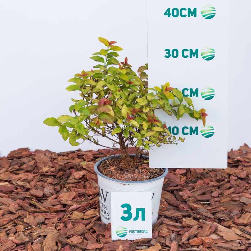 Спирея японская Double Play Big Bang