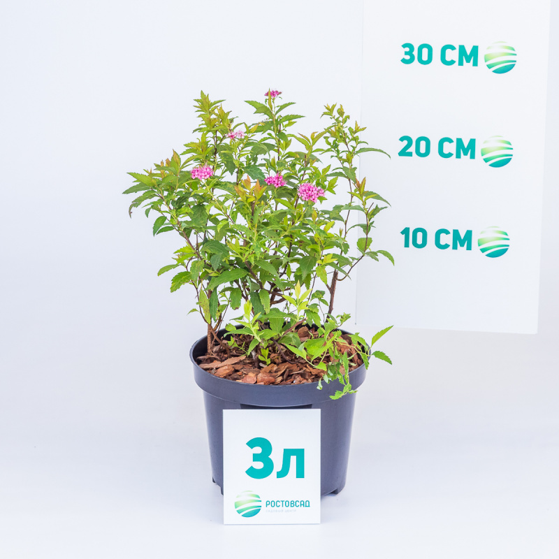 Спирея японская Anthony Waterer