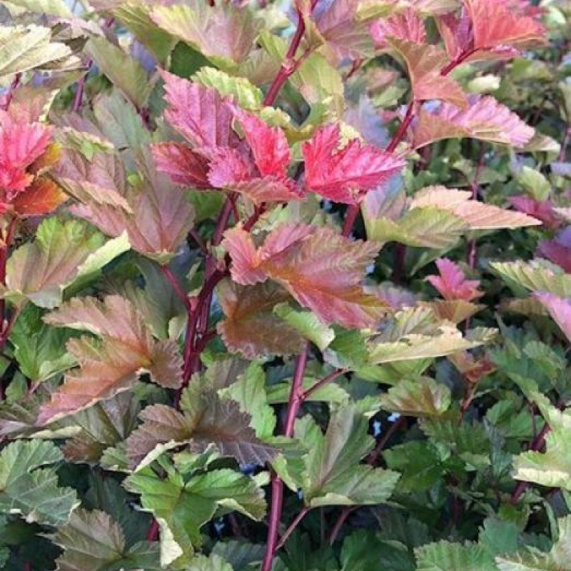 Пузыреплодник калинолистный Magic Ball