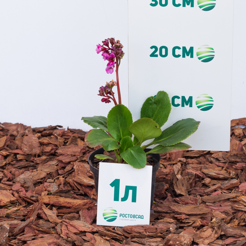 Бадан Spring Fling