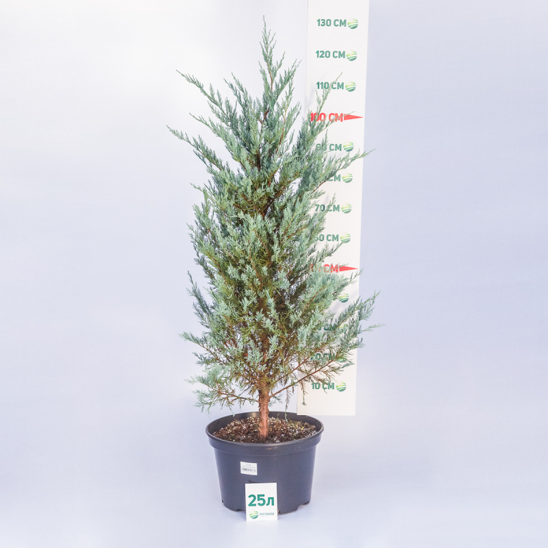 Можжевельник скальный Moonglow