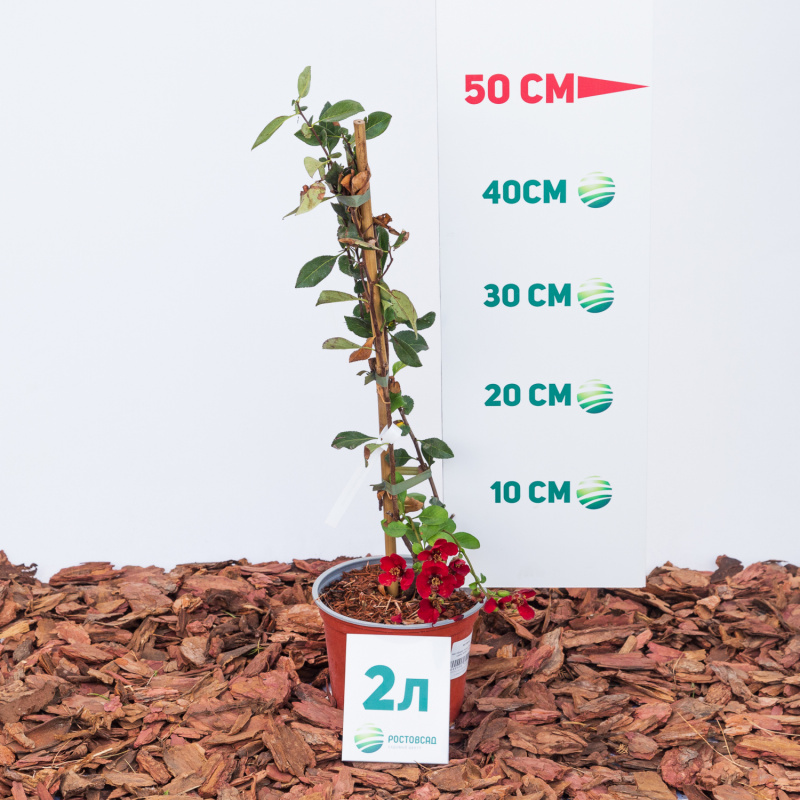 Айва гибридная Nicoline