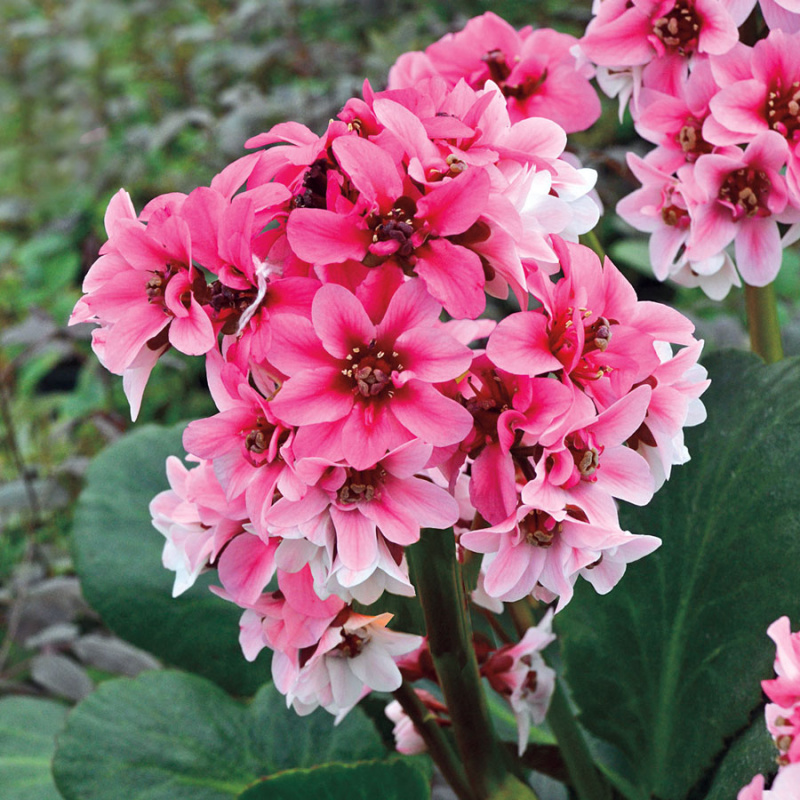 Бадан гибридный Dragonfly Sakura