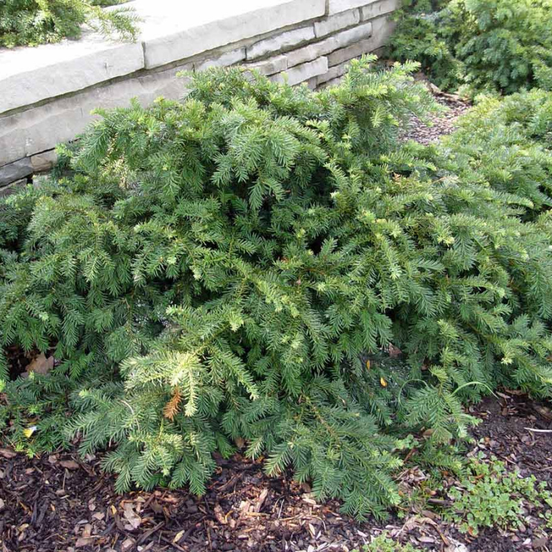 Тис ягодный Repandens