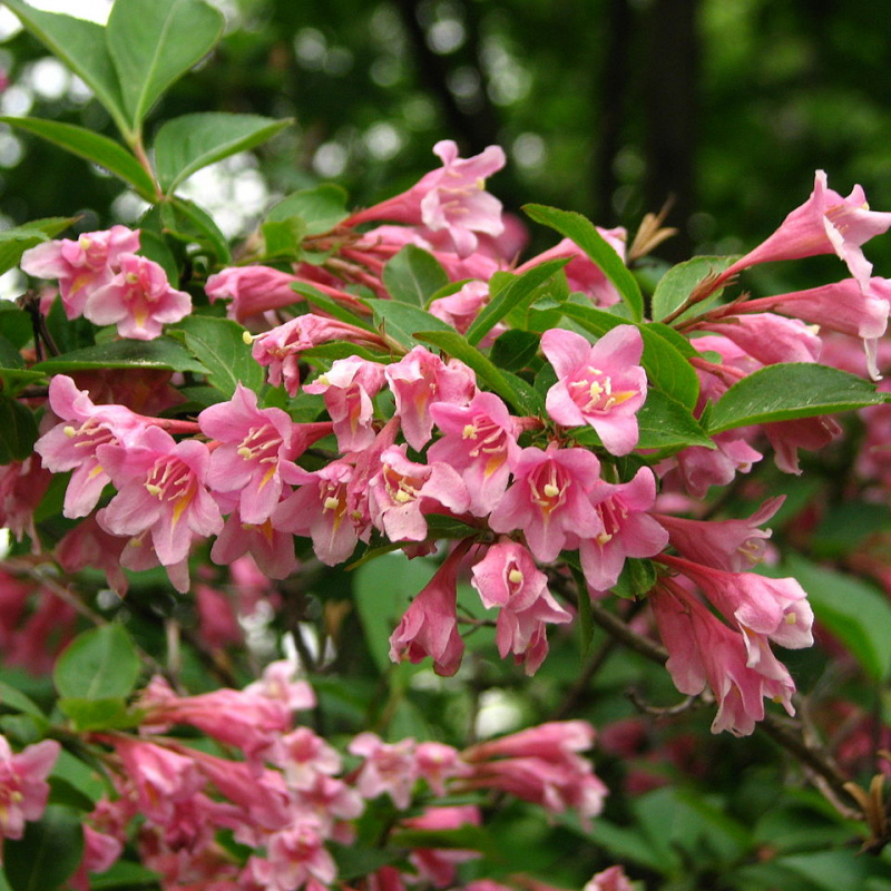 Вейгела цветущая Pink Princess