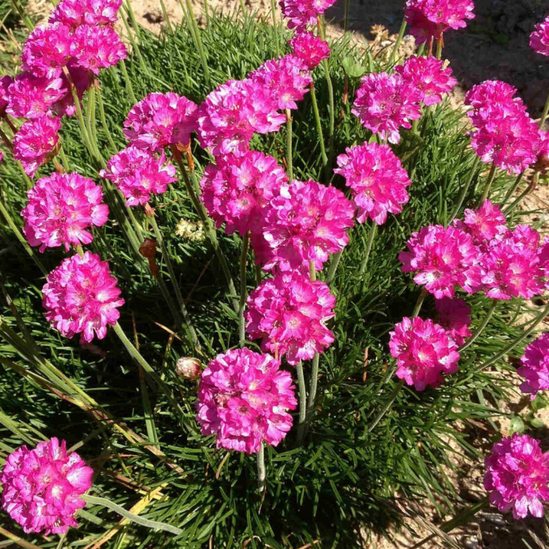 Армерия `Morning Star Deep Rose`