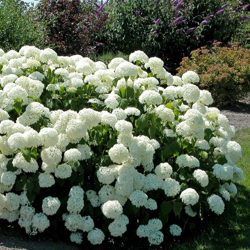 Гортензия древовидная Annabelle