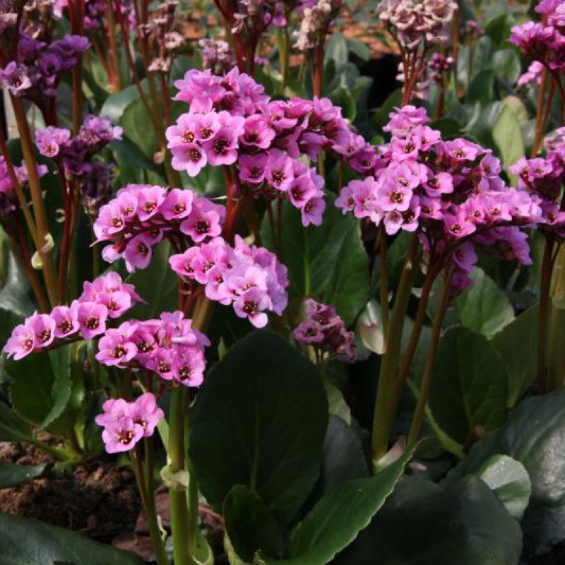 Бадан Spring Fling