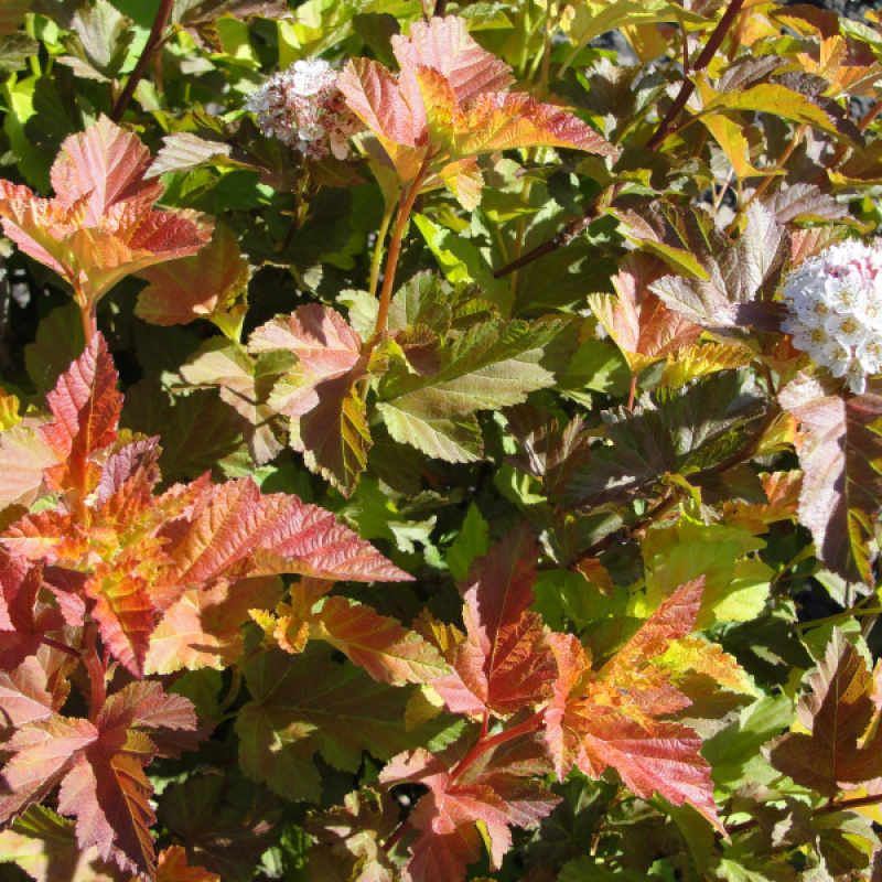 Пузыреплодник калинолистный Amber Jubilee