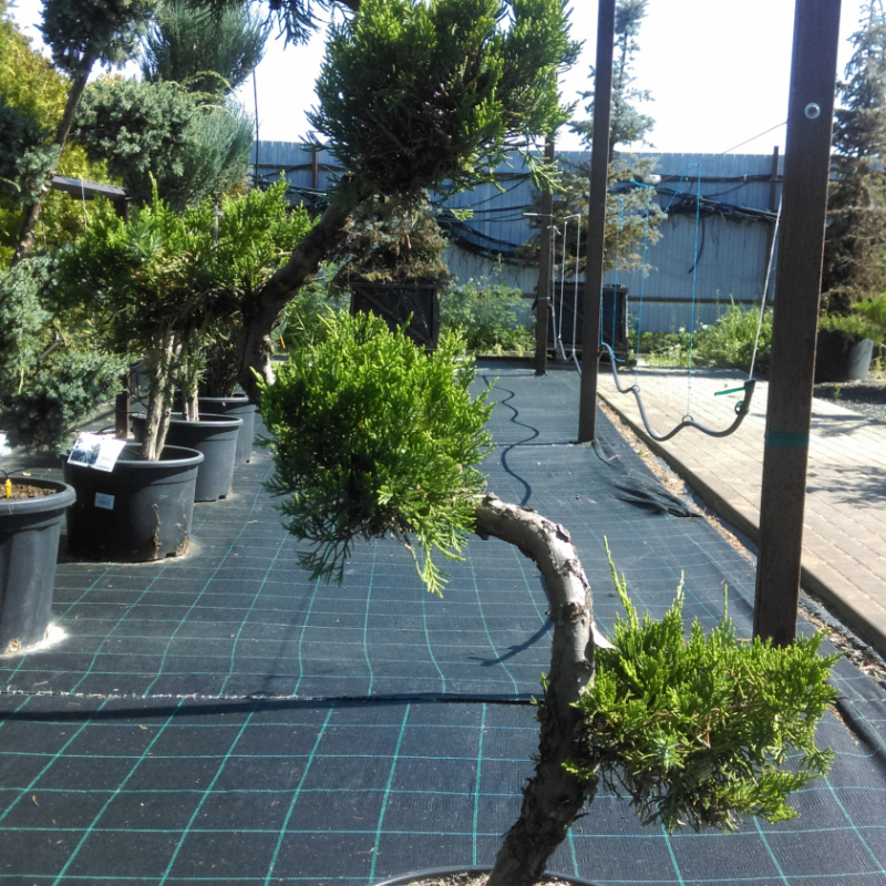 БОНСАЙ Можжевельник китайский Blue Alps