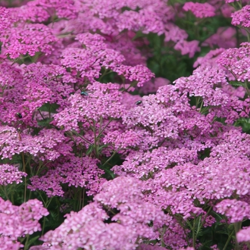 Тысячелистник `Lilac Beauty`