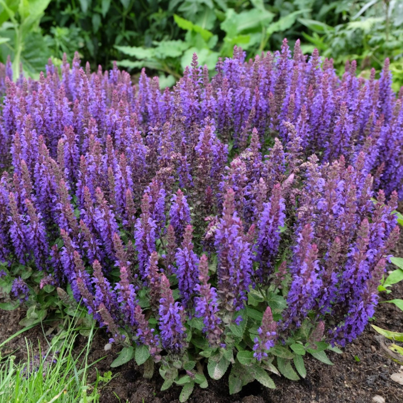 Шалфей дубравный Blue Bouquetta
