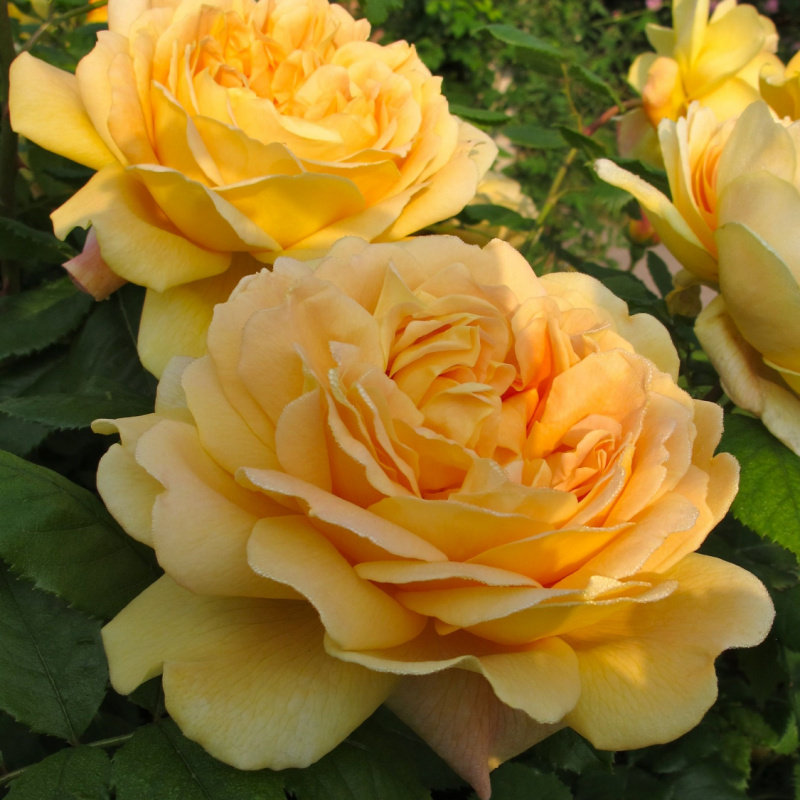 Роза Golden Celebration