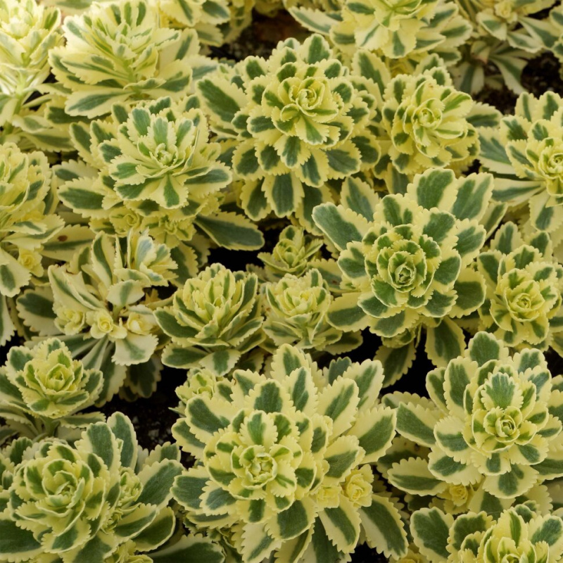 Sedum takesimense ATLANTIS � ('Nonsitnal' PP27454) Walters Gardens, Inc.