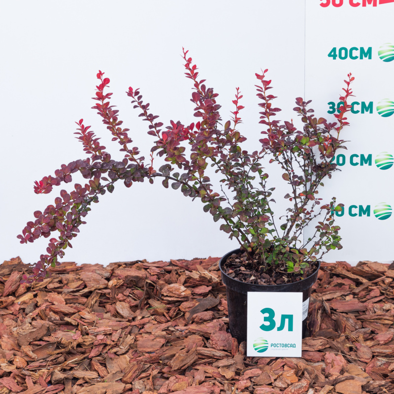 Барбарис тунберга Orange Rocket