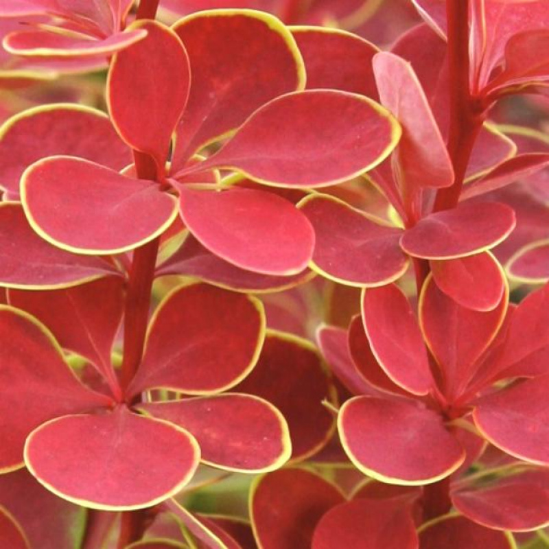 Барбарис тунберга Orange Sunrise