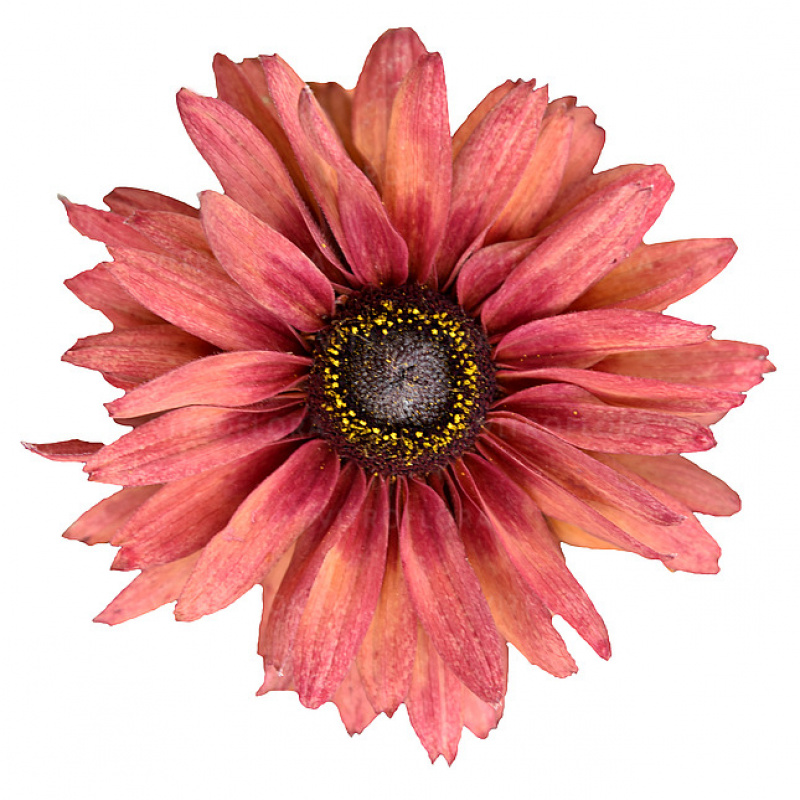 Рудбекия Flamenco Dark Orange