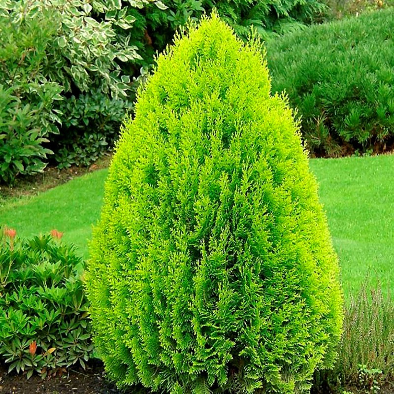 Туя восточная Aurea Nana