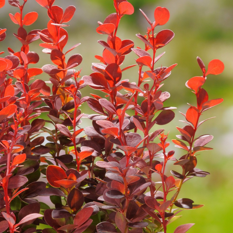 Барбарис тунберга Orange Rocket