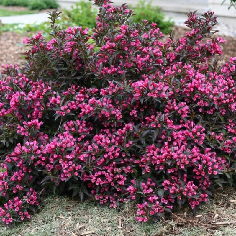 Вейгела цветущая Nana Purpurea