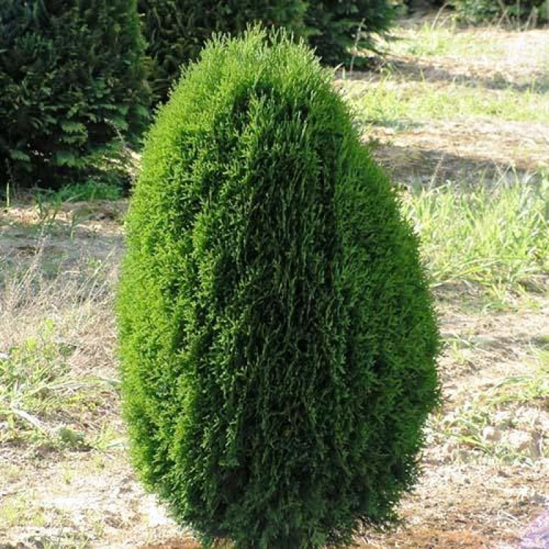 Туя западная Green Egg