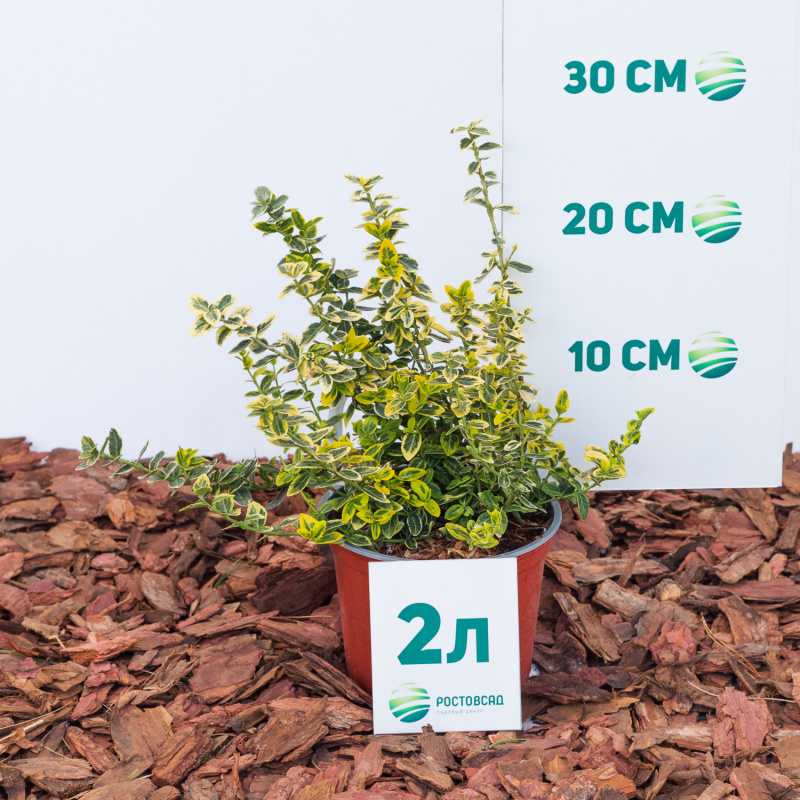 Бересклет Форчуна Emerald’n ‘Gold