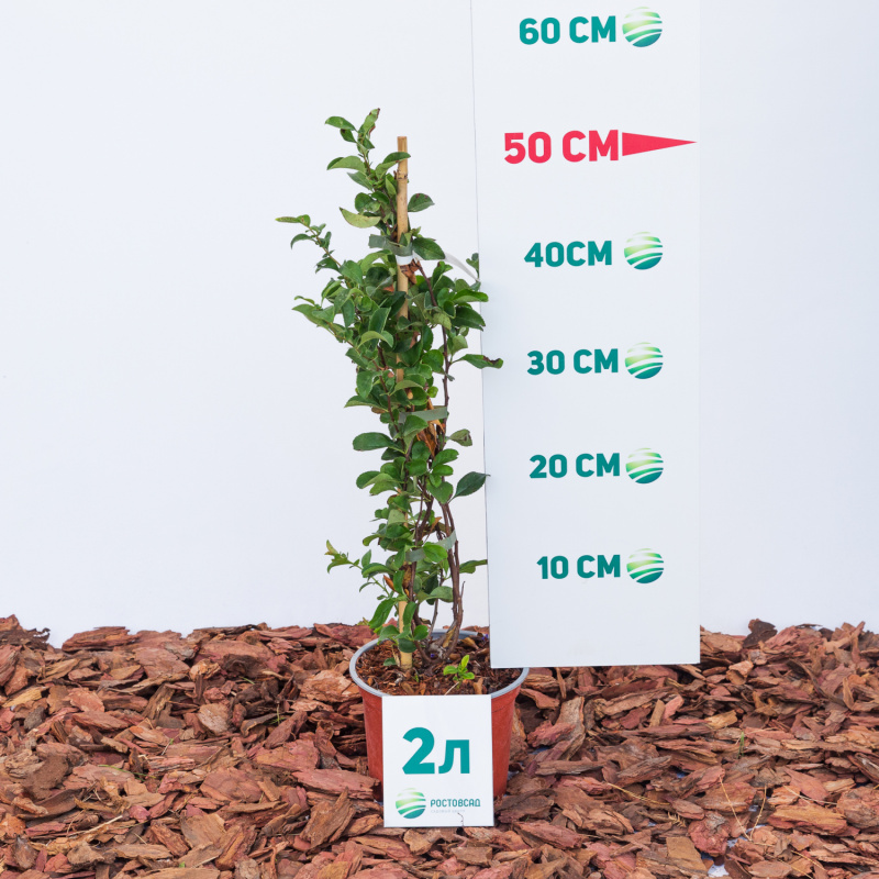 Айва гибридная Texas Scarlet