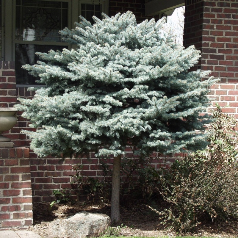 Ель колючая Glauca Globosa