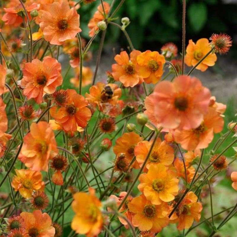 Гравилат Totally Tangerine