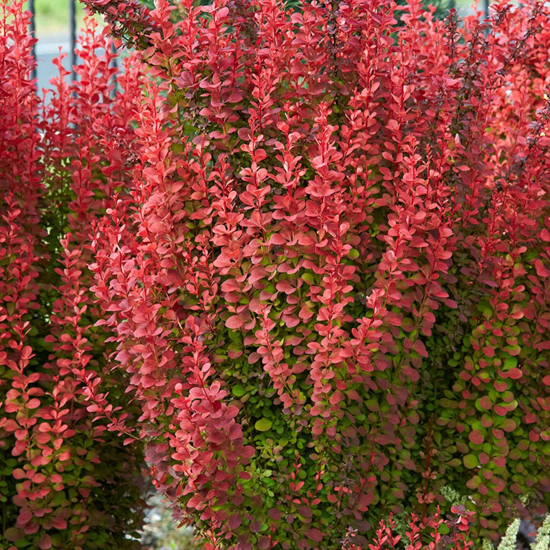 Барбарис тунберга Orange Rocket