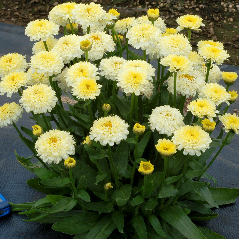 Нивяник (ромашка) Luna