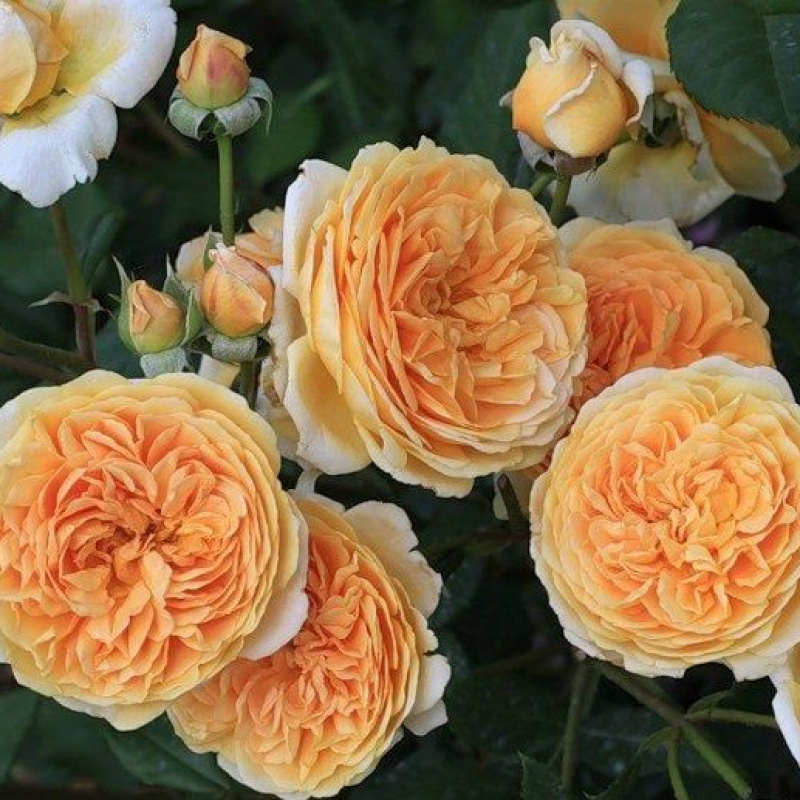 Роза Crown Princess Margareta