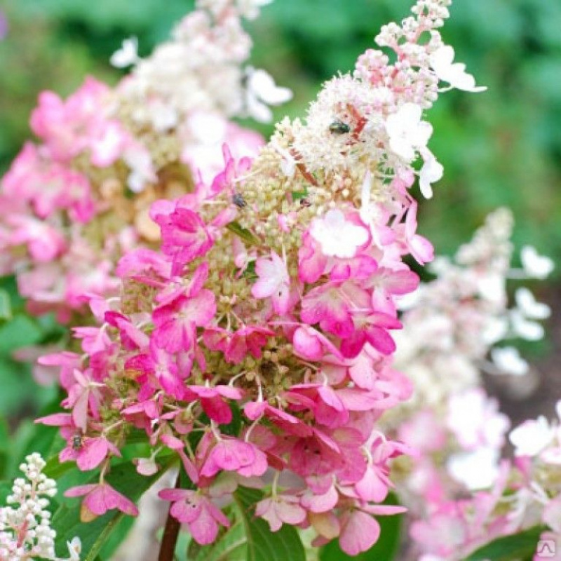 Гортензия метельчатая Confetti