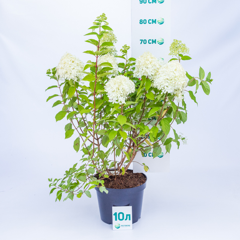 Гортензия метельчатая Limelight