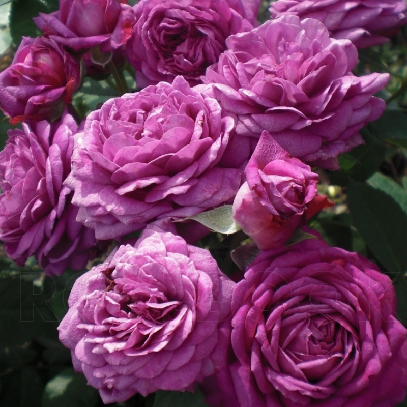 Роза  Heidi Klum