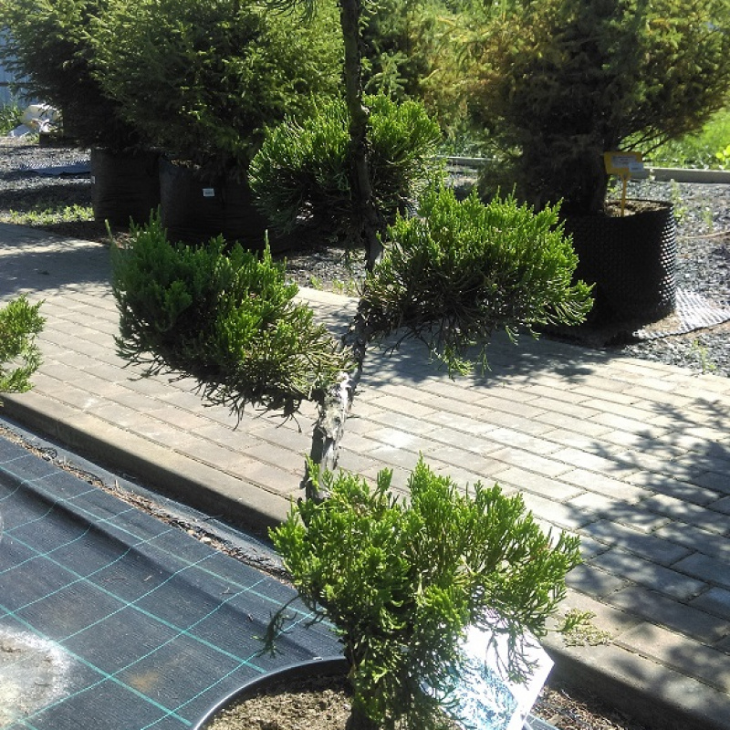 БОНСАЙ Можжевельник китайский Blue Alps